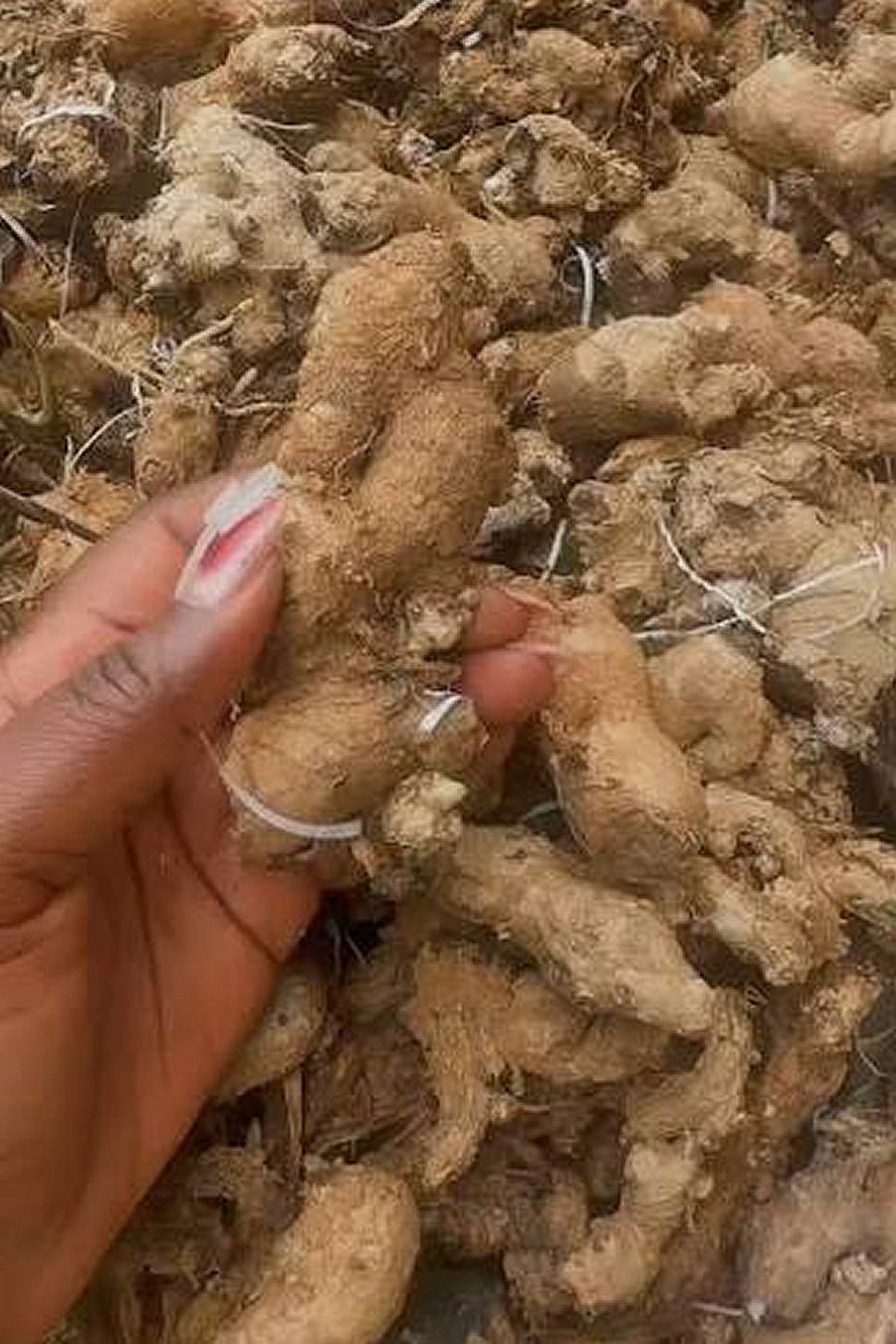 Ginger